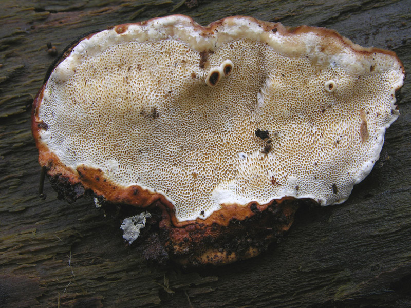 In bosco di Quercus cerris(2). - (Ischnoderma benzoinum)